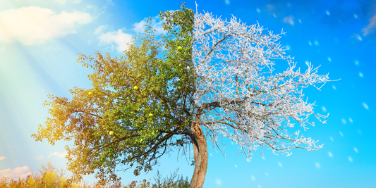 beautiful strong tree shown through the seasons