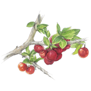 Acerola Vitamin C