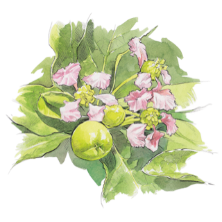 Acerola Vitamin C